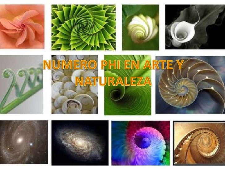 El Numero Phi En La Naturaleza