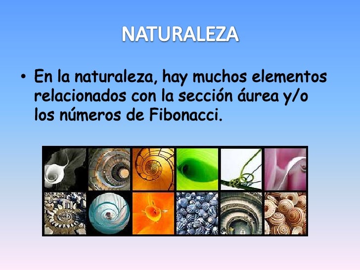 Numero phi en el arte y naturaleza