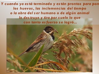 ... Y cuando ya está terminado y están prontos para poner  los huevos, las inclemencias del tiempo  o la obra del ser humano o de algún animal  lo destruye y tira por suelo lo que  con tanto esfuerzo se logró... 