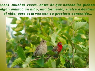 A veces -muchas veces- antes de que nazcan los pichones  algún animal, un niño, una tormenta, vuelve a destruir  el nido, pero esta vez con su precioso contenido... 