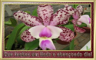 Que tenhas um lindo e abençoado dia! 