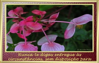 Nunca te digas entregue às circunstâncias, sem disposição para viver. 