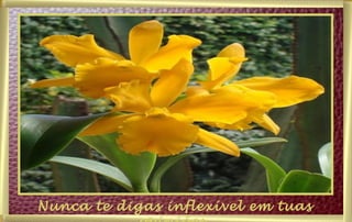 Nunca te digas inflexível em tuas opiniões. 