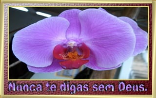 Nunca te digas sem Deus. 