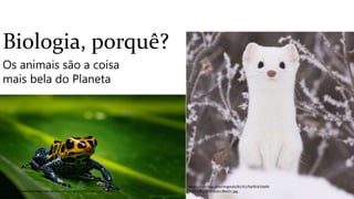 https://i.pinimg.com/originals/81/61/9a/81619a00
194373f15c6591ceccf8ef2c.jpghttps://andrewmclachlan.files.wordpress.com/2017/05/george_dsc02452-
edit-2.jpg
Biologia, porquê?
Os animais são a coisa
mais bela do Planeta
 