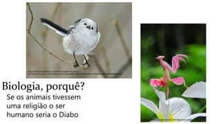 Biologia, porquê?
Se os animais tivessem
uma religião o ser
humano seria o Diabo https://www.google.com/url?sa=i&source=images&cd
https://media.istockphoto.com/photos/longtailed-tit-picture-
id172437326?k=6&m=172437326&s=612x612&w=0&h=QDhbjHFCNVUnAmH-ufZbaI8hjy12DQXpNs4H92BoRzQ=
 