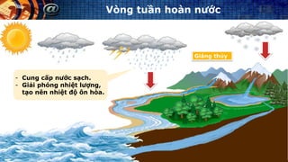 - Cung cấp nước sạch.
- Giải phóng nhiệt lượng,
tạo nên nhiệt độ ôn hòa.
Giáng thủy
Vòng tuần hoàn nước
 