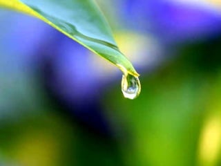 Nuối Tiếc... Truyện ngắn: Thiên-Thu  Hình ảnh: Internet Nhạc: Serenade - Schubert Thực hiện: ntth-trn02  13-08-2010 –   Lễ Vu Lan 2010   