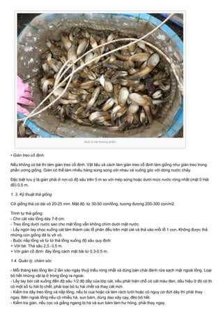 Nuôi tu hài thương phẩm
• Giàn treo cố định:
Nếu không có bè thì làm giàn treo cố định. Vật liệu và cách làm giàn treo cố định làm giống như giàn treo trong
phần ương giống. Giàn có thể làm nhiều hàng song song với nhau và vuông góc với dòng nước chảy.
Đặc biệt lưu ý là giàn phải ở nơi có độ sâu trên 5 m so với mép sóng hoặc dưới mức nước ròng nhất (mặt 0 Hải
đồ) 0,5 m.
1. 3. Kỹ thuật thả giống
Cỡ giống thả có dài vỏ 20-25 mm. Mật độ: từ 30-50 con/lồng, tương đương 200-300 con/m2.
Trình tự thả giống:
- Cho cát vào lồng dày 7-8 cm.
- Treo lồng dưới nước sao cho mặt lồng vẫn không chìm dưới mặt nước.
- Lấy ngón tay chọc xuống cát làm thành các lỗ phân đều trên mặt cát và thả vào mỗi lỗ 1 con. Không được thả
những con giống đã bị vỡ vỏ.
- Buộc nắp lồng và từ từ thả lồng xuống độ sâu quy định:
+ Với bè: Thả sâu 2,5 -3,5 m.
+ Với giàn cố định: đáy lồng cách mặt bãi từ 0,3-0,5 m.
1.4. Quản lý, chăm sóc
- Mỗi tháng kéo lồng lên 2 lần vào ngày thuỷ triều ròng nhất và dùng bàn chải đánh rửa sạch mặt ngoài lồng. Loại
bỏ hết những vật lạ ở trong lồng ra ngoài.
- Lấy tay bới cát xuống đến độ sâu 1/2 độ dầy của lớp cát, nếu phát hiện chỗ có cát màu đen, dấu hiệu ở đó có thể
có một số tu hài bị chết, phải loại bỏ tu hài chết và thay cát mới.
- Kiểm tra dây treo lồng và nắp lồng, nếu bị cua hoặc cá làm rách lưới hoặc có nguy cơ đứt dây thì phải thay
ngay. Bên ngoài lồng nếu có nhiều hà, sun bám, dùng dao xây cạy, đẽo bỏ hết.
- Kiểm tra giàn, nếu cọc và giằng ngang bị hà và sun bám làm hư hỏng, phải thay ngay.
 