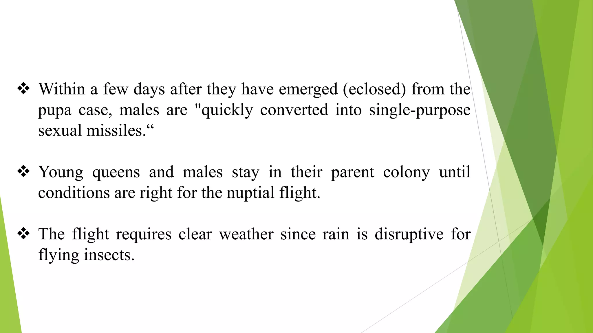  Within a few days after they have emerged (eclosed) from the
pupa case, males are "quickly converted into single-purpose
sexual missiles.“
 Young queens and males stay in their parent colony until
conditions are right for the nuptial flight.
 The flight requires clear weather since rain is disruptive for
flying insects.
 