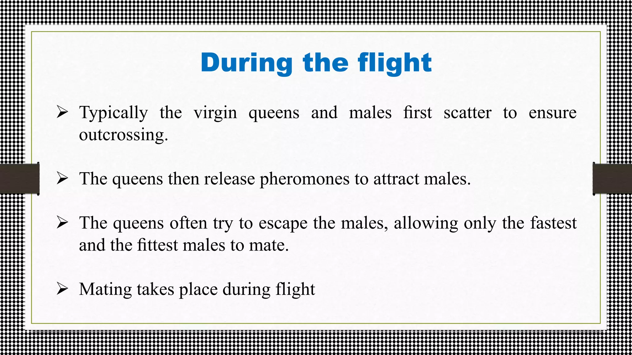 During the flight
 Typically the virgin queens and males ﬁrst scatter to ensure
outcrossing.
 The queens then release pheromones to attract males.
 The queens often try to escape the males, allowing only the fastest
and the ﬁttest males to mate.
 Mating takes place during flight
 
