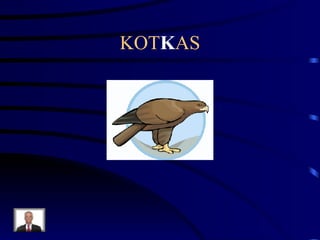 KOT K AS 