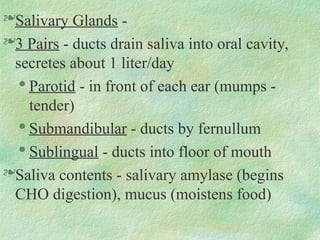 Salivary Glands -
3 Pairs - ducts drain saliva into oral cavity,
secretes about 1 liter/day

Parotid - in front of each ear (mumps -
tender)

Submandibular - ducts by fernullum

Sublingual - ducts into floor of mouth
Saliva contents - salivary amylase (begins
CHO digestion), mucus (moistens food)
 