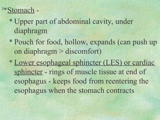 Stomach -

Upper part of abdominal cavity, under
diaphragm

Pouch for food, hollow, expands (can push up
on diaphragm > discomfort)

Lower esophageal sphincter (LES) or cardiac
sphincter - rings of muscle tissue at end of
esophagus - keeps food from reentering the
esophagus when the stomach contracts
 