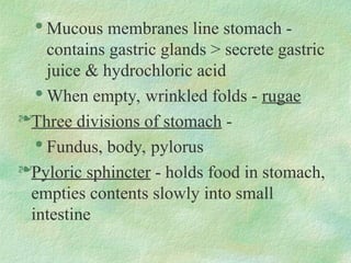 
Mucous membranes line stomach -
contains gastric glands > secrete gastric
juice & hydrochloric acid

When empty, wrinkled folds - rugae
Three divisions of stomach -

Fundus, body, pylorus
Pyloric sphincter - holds food in stomach,
empties contents slowly into small
intestine
 