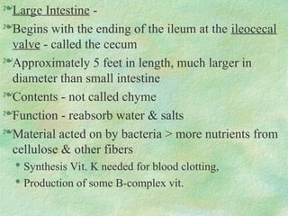 Large Intestine -
Begins with the ending of the ileum at the ileocecal
valve - called the cecum
Approximately 5 feet in length, much larger in
diameter than small intestine
Contents - not called chyme
Function - reabsorb water & salts
Material acted on by bacteria > more nutrients from
cellulose & other fibers

Synthesis Vit. K needed for blood clotting,

Production of some B-complex vit.
 