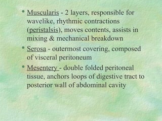 
Muscularis - 2 layers, responsible for
wavelike, rhythmic contractions
(peristalsis), moves contents, assists in
mixing & mechanical breakdown

Serosa - outermost covering, composed
of visceral peritoneum

Mesentery - double folded peritoneal
tissue, anchors loops of digestive tract to
posterior wall of abdominal cavity
 