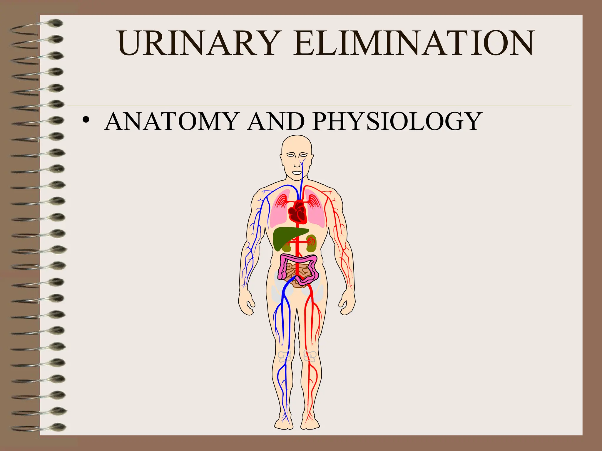 URINARY ELIMINATION
• ANATOMY AND PHYSIOLOGY
 