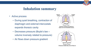 Comprehensive Overview of Respiratory Physiology and Gas Exchange ...