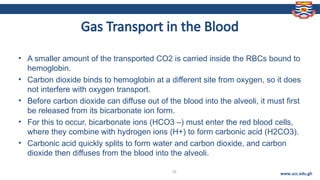 Comprehensive Overview of Respiratory Physiology and Gas Exchange ...