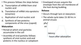 • This process follows the steps below:
a. Transcription of mRNA from viral
nucleic acid
b. Translation of mRNA into eproteins
(enzymes)
c. Replication of viral nucleic acid
d. Synthesis of late proteins-
components of the virus (capsid)
Maturation
• Period at which viral particles
accumulate in the cell
• Assembly of viral particles follows
synthesis of viral nucleic acid and
proteins in the nucleus or cytoplasm
• Enveloped viruses acquire the
envelope from the cell membrane of
the host during budding.
Release
• Occurs through lysis or exocytosis
• The whole cycle takes 15-30 hrs in
animal viruses
pfu/
ml
latency
hours after adsorption
 