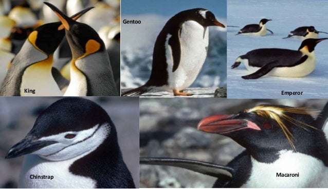 Reproduksi Penguin (Penguin reproduction)