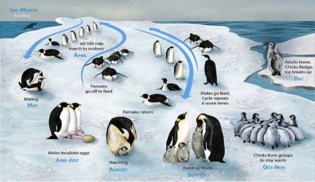 Reproduksi Penguin (Penguin reproduction)