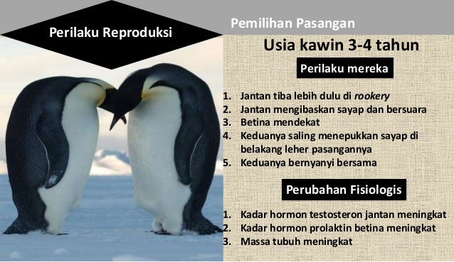 Reproduksi Penguin (Penguin reproduction)
