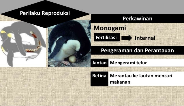 Reproduksi Penguin (Penguin reproduction)
