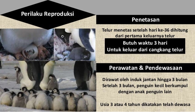 Reproduksi Penguin (Penguin reproduction)