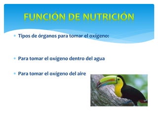  Tipos de órganos para tomar el oxígeno:
Para tomar el oxígeno dentro del agua
Para tomar el oxígeno del aire