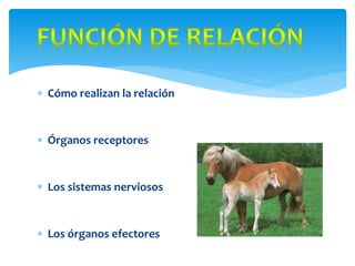  Cómo realizan la relación
Órganos receptores
Los sistemas nerviosos
Los órganos efectores