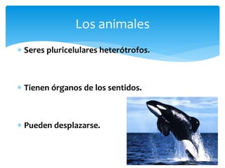  Seres pluricelulares heterótrofos.
Tienen órganos de los sentidos.
Pueden desplazarse.
Los animales