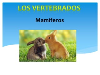 Mamíferos