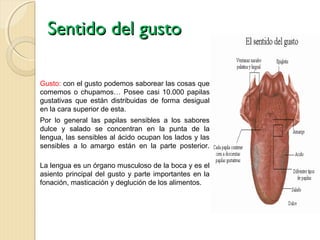 Sentido del gusto

Gusto: con el gusto podemos saborear las cosas que
comemos o chupamos… Posee casi 10.000 papilas
gustativas que están distribuidas de forma desigual
en la cara superior de esta.
Por lo general las papilas sensibles a los sabores
dulce y salado se concentran en la punta de la
lengua, las sensibles al ácido ocupan los lados y las
sensibles a lo amargo están en la parte posterior.

La lengua es un órgano musculoso de la boca y es el
asiento principal del gusto y parte importantes en la
fonación, masticación y deglución de los alimentos.
 