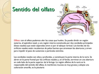 Sentido del olfato




Olfato: con el olfato podemos oler las cosas que huelen. Se puede dividir en región
externa, el apéndice nasal, y una región interna constituida por dos cavidades principales
(fosas nasales) que están separadas entre si por el tabique vertical. Los bordes de los
orificios nasales están recubiertos de pelos fuertes que atraviesan las aberturas y sirven
para impedir el paso de sustancias o partículas extrañas.

Las cavidades nasales son altas y profundas, y constituyen la parte interna de la nariz. Se
abren en la parte frontal por los orificios nasales y, en el fondo, terminan en una abertura
en cada lado de la parte superior de la faringe. La región olfativa de la nariz es la
responsable del sentido del olfato, la membrana mucosa es muy gruesa y adopta una
coloración amarilla, es la pituitaria
 