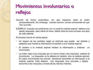 Movimientos involuntarios o
reflejos
Ocurren de forma automática, sin que hayamos dado la orden
  conscientemente. Sin embargo, cuando ocurren, somos conscientes de que
   han ocurrido.
EJEMPLO: Cuando nos pinchamos con un rosal la medula espinal elabora una
  rápida respuesta para retirar la mano. Marta retira la mano al tocar una taza
  de café caliente.
El proceso ocurre en varios pasos:
   Un órgano de los sentidos capta un estímulo que puede ser dañado y
    peligroso que manda la información al cerebro o a la medula espinal.
   El cerebro o la medula espinal reciben la información y ordenan          un
    movimiento.
   La orden viaja a los músculos por un nervio motor y los músculos realizan el
    movimiento. La respuesta no la elabora el cerebro, sino la médula espinal.
    En estos movimientos los nervios sensitivos transmiten la información a la
    médula espinal. Esta elabora una respuesta muy concreta y rápida;
    transmite a los músculos a través de los nervios motores.
 