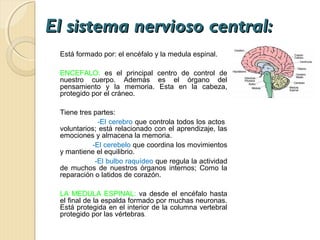 El sistema nervioso central:
 Está formado por: el encéfalo y la medula espinal.

 ENCEFALO: es el principal centro de control de
 nuestro cuerpo. Además es el órgano del
 pensamiento y la memoria. Esta en la cabeza,
 protegido por el cráneo.

 Tiene tres partes:
              -El cerebro que controla todos los actos
 voluntarios; está relacionado con el aprendizaje, las
 emociones y almacena la memoria.
            -El cerebelo que coordina los movimientos
 y mantiene el equilibrio.
             -El bulbo raquídeo que regula la actividad
 de muchos de nuestros órganos internos; Como la
 reparación o latidos de corazón.

 LA MEDULA ESPINAL: va desde el encéfalo hasta
 el final de la espalda formado por muchas neuronas.
 Está protegida en el interior de la columna vertebral
 protegido por las vértebras.
 