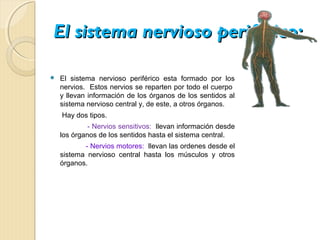 El sistema nervioso periférico:

   El sistema nervioso periférico esta formado por los
    nervios. Estos nervios se reparten por todo el cuerpo
    y llevan información de los órganos de los sentidos al
    sistema nervioso central y, de este, a otros órganos.
    Hay dos tipos.
             - Nervios sensitivos: llevan información desde
    los órganos de los sentidos hasta el sistema central.
           - Nervios motores: llevan las ordenes desde el
    sistema nervioso central hasta los músculos y otros
    órganos.
 