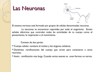 Las Neuronas

El sistema nervioso está formado por grupos de células denominadas neuronas.
         La neuronas se encuentran repartidas por todo el organismo. Envían
señales eléctricas que controlan todas las actividades de tu cuerpo como el
pensamiento, la respiración o el movimiento.


         Constan de dos partes:
Cuerpo     celular: contiene el núcleo y los órganos celulares.
Dendritas:    ramificaciones del cuerpo que sirven para conectarse a otras
neuronas.
Axón:   ramificación mas larga. Cuando varios axones se unen forman un nervio.
 