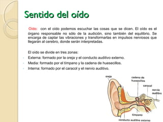 Sentido del oído
     Oído: con el oído podemos escuchar las cosas que se dicen. El oído es el
    órgano responsable no sólo de la audición, sino también del equilibrio. Se
    encarga de captar las vibraciones y transformarlas en impulsos nerviosos que
    llegarán al cerebro, donde serán interpretadas.

    El oído se divide en tres zonas:
-   Externa: formado por la oreja y el conducto auditivo externo.
-   Media: formado por el tímpano y la cadena de huesecillos.
-   Interna: formado por el caracol y el nervio auditivo.
 