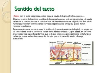 Sentido del tacto
-Tacto: con el tacto podemos percibir cosas a través de la piel, algo liso, rugoso…
El tacto, es otro de los cinco sentidos de los seres humanos y de otros animales. A través
del tacto, el cuerpo percibe el contacto con las distintas sustancias, objetos, etc. Los seres
humanos presentan terminaciones nerviosas especializadas en la piel, que se llaman
receptores del tacto.
Estos receptores se encuentran en la epidermis (capa más externa de la piel) y transportan
las sensaciones hacia el cerebro a través de las fibras nerviosas. La piel posee, en un corte
transversal, tres capas: la epidermis, que es la que interviene principalmente en la función
del tacto, ya que es la más externa. La dermis, que es la capa del medio y la capa
subcutánea.
 