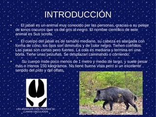 INTRODUCCIÓN
● El jabalí es un animal muy conocido por las personas, gracias a su pelaje
de tonos oscuros que va del gris al negro. El nombre científico de este
animal es Sus scrofa.
● El cuerpo del jabalí es de tamaño mediano, su cabeza es alargada con
forma de cono, los ojos son diminutos y de color negro. Tienen colmillos.
Las patas son cortas pero fuertes. La cola es mediana y termina en una
borla. Tiene unas pezuñas. Se desplazan caminando o corriendo.
● Su cuerpo mide poco menos de 1 metro y medio de largo, y suele pesar
más o menos 150 kilogramos. No tiene buena vista pero si un excelente
sentido del oído y del olfato.
LOS ANIMALES CON PEZUÑAS SE
LLAMAN UNGULADOS
 