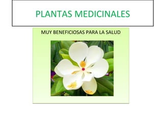 PLANTAS MEDICINALES
MUY BENEFICIOSAS PARA LA SALUD

 