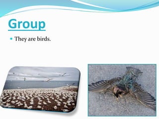 Group 
 They are birds. 
 