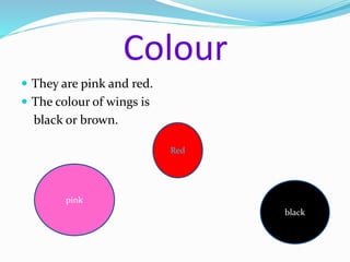 Colour 
 They are pink and red. 
 The colour of wings is 
black or brown. 
Red 
pink 
black 
 