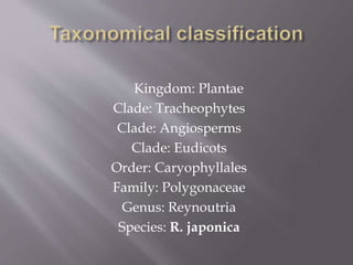 Kingdom: Plantae
Clade: Tracheophytes
Clade: Angiosperms
Clade: Eudicots
Order: Caryophyllales
Family: Polygonaceae
Genus: Reynoutria
Species: R. japonica
 
