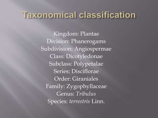 Kingdom: Plantae
Division: Phanerogams
Subdivision: Angiospermae
Class: Dicotyledonae
Subclass: Polypetalae
Series: Disciflorae
Order: Giraniales
Family: Zygophyllaceae
Genus: Tribulus
Species: terrestris Linn.
 
