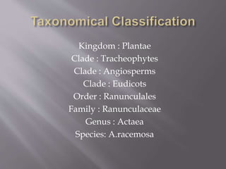 Kingdom : Plantae
Clade : Tracheophytes
Clade : Angiosperms
Clade : Eudicots
Order : Ranunculales
Family : Ranunculaceae
Genus : Actaea
Species: A.racemosa
 