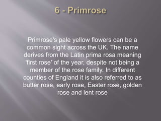 Primrose's pale yellow flowers can be a
common sight across the UK. The name
derives from the Latin prima rosa meaning
'first rose' of the year, despite not being a
member of the rose family. In different
counties of England it is also referred to as
butter rose, early rose, Easter rose, golden
rose and lent rose
 